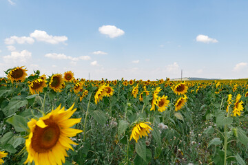 Obraz premium Agricultural field of blooming sunflowers. Panoramic view. Natural flowering background with blue sky.