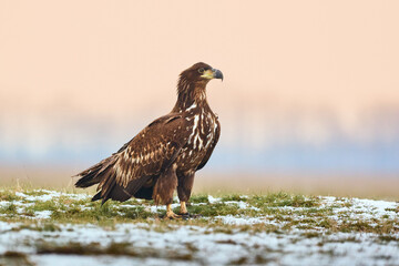 Photo of White-tailed eagle - Haliaeetus albicilla