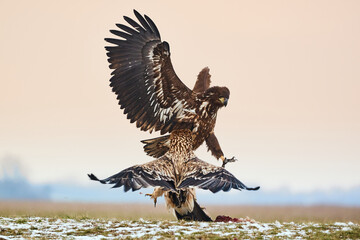 Eagles fighting - White-tailed eagle and Eastern Imperial Eagle