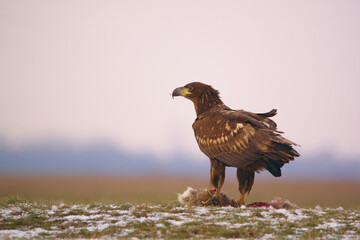 Photo of White-tailed eagle - Haliaeetus albicilla