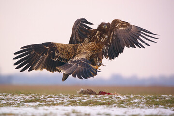 Eagles fighting - White-tailed eagle and Eastern Imperial Eagle