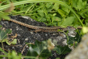 lizard on the ground