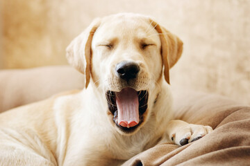Fawn labrador puppy yawns with closed eyes lying on a couch at home
