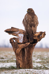 Common buzzard - Bute buteo