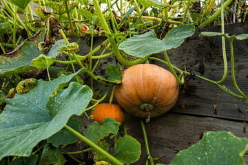 Growing pumpkins in organic vegetable garden. Harvest, Autumn