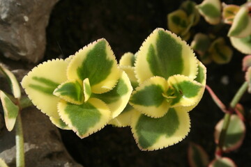 Planta de hojas amarillas y verdes con bordes serruchados con fondo oscuro en el macetero del jardìn.