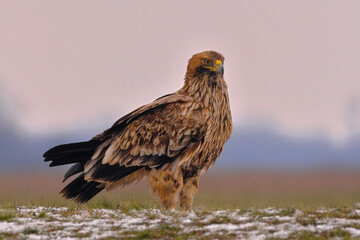 Eastern Imperial Eagle on the ground