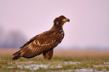 Photo of White-tailed eagle - Haliaeetus albicilla
