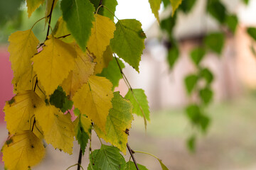 autumn leaves background