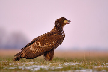Photo of White-tailed eagle - Haliaeetus albicilla
