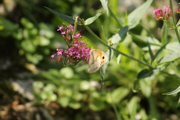 butterfly on a flower