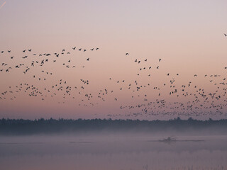 Morgenstimmung im Moor