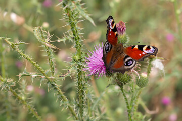 butterfly on flower