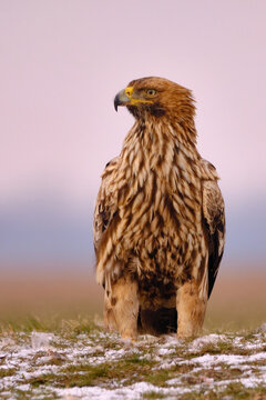 Eastern Imperial Eagle on the ground