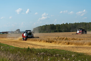 Fototapeta premium Two harvesters harvest wheat moving towards each other.