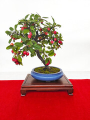 bonsai tree on a white background, apple tree
