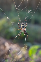 spider on the web