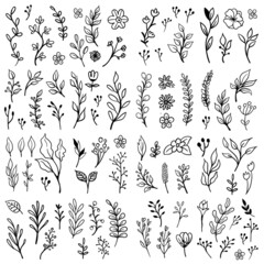 Doodle floral elements. Hand drawn vector branches and leaves. Vintage botanical illustrations.