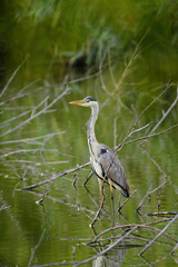 Grey heron - ardea cinerea 