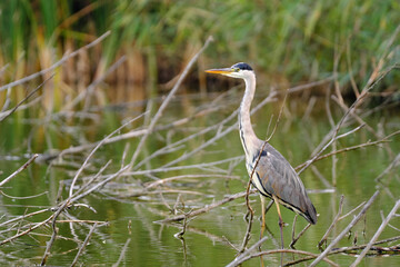 Grey heron - ardea cinerea 
