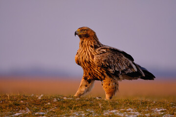 Eastern Imperial Eagle on the ground