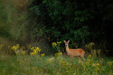 Fototapeta premium Roe deer on the meadow