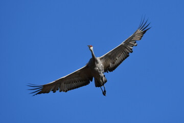 Sandhill Crane in flight during fall migration
