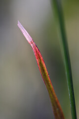 Macro of a twig red color.