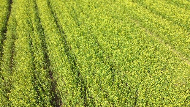 Drohnenvideo, Feld mit Senf