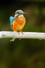 Common kingfisher perching over the river.