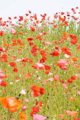 field of poppies