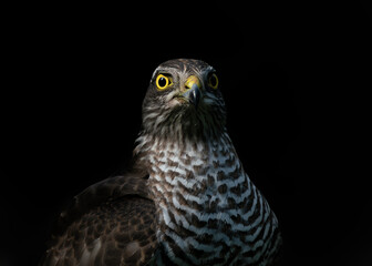 Portrait of a Eurasian Sparrow hawk (Accipiter nisus) in the forest of Noord Brabant in the Netherlands. Dark background                                         