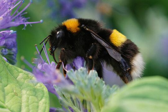 Closeup on a queen buff-tailed or large earth bumblebee, Bombus terrestris