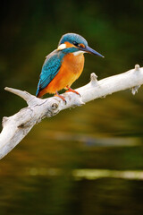 Common kingfisher perching over the river.