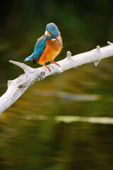 Common kingfisher perching over the river.