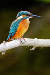 Common kingfisher perching over the river.