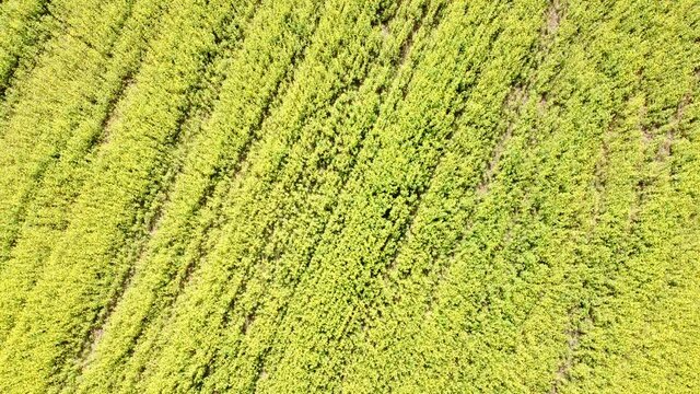 Drohnenvideo, Senfacker
