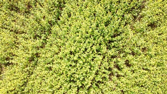 Drohnenvideo, Senfacker