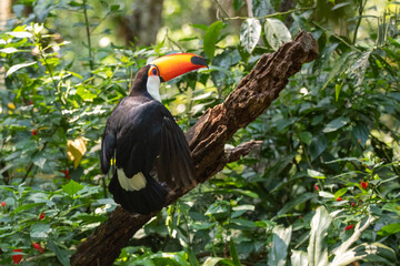 toucan on a branch