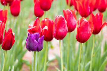 Purple tulip growth among red tuplip background (Concept for differentiate from other, leader or...