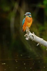 Common kingfisher perching over the river.