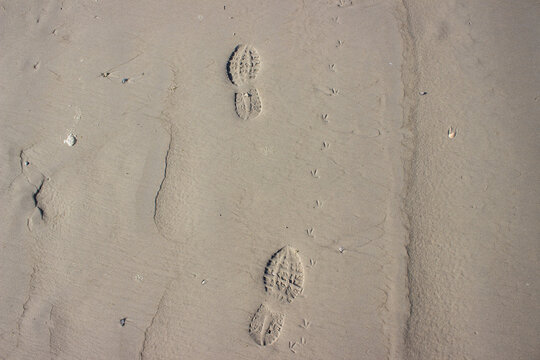 Human footprints next to bird footprints in the sand