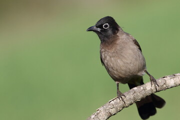 pycnonotus xanthopygos bird perched on branch