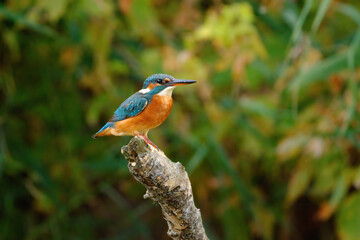 Common kingfisher perching over the river.
