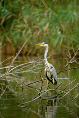 Grey heron - ardea cinerea 