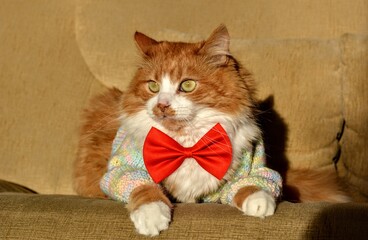 cat in sweater and red bow tie beautiful portrait
