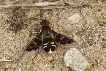 Closeup on the beautiful and rare mottled bee-fly , Thyridanthrax fenestratus