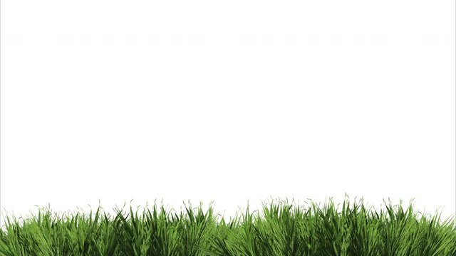 animation of a very real grass in the wind on a white background 