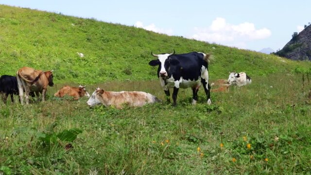milk and dairy bio products,cows in the alps graze in a meadow in the mountains,eat green grass