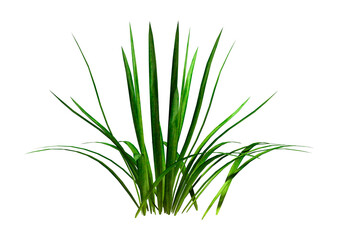 3D Rendering Patch of Grass on White